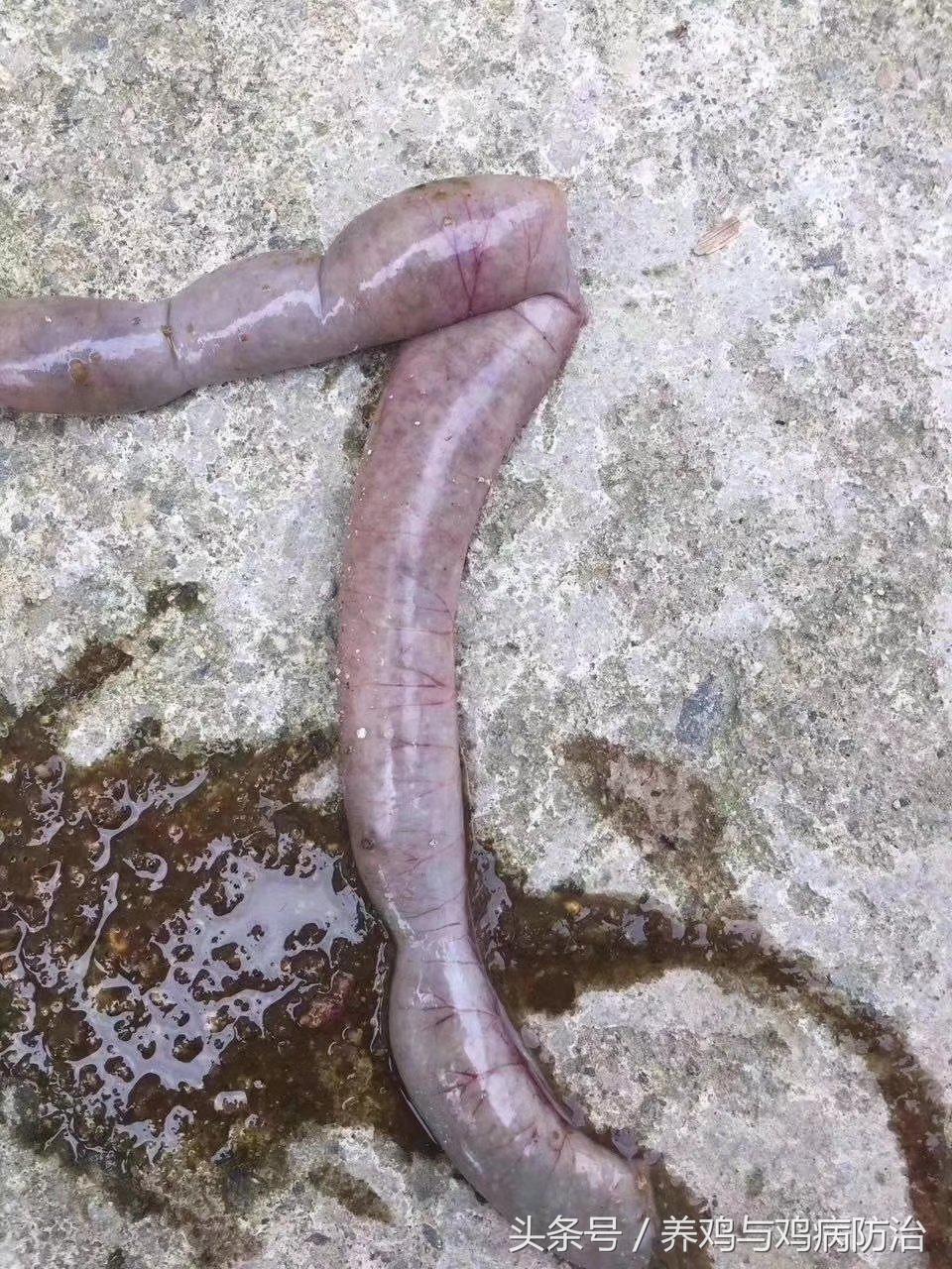 养鸡对肠道好吗,养鸡最好的肠道药