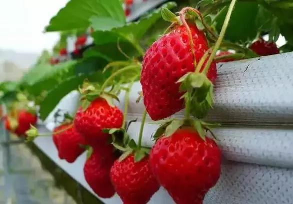 成都周边10个摘草莓好去处,成都采草莓哪个地方最好
