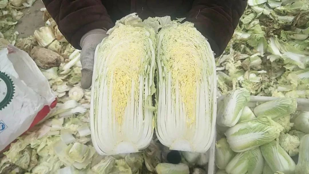 美菜在行动|60万斤娃娃菜严重滞销,美菜奔赴焦作驰援!