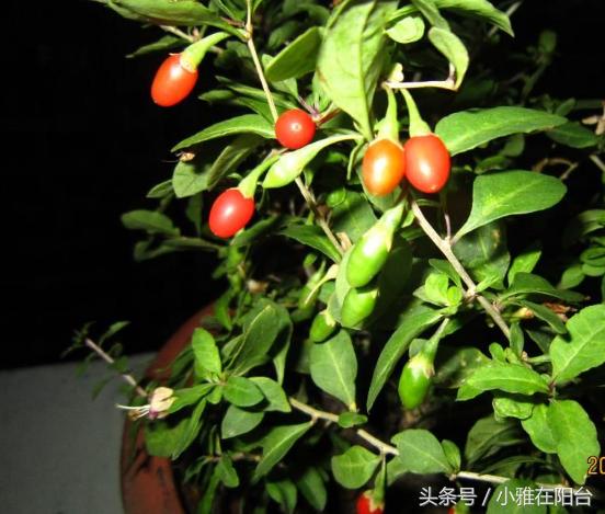 家里栽的枸杞能结果吗,家里栽枸杞树好不好啊