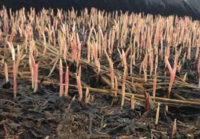 鱼腥草适合什么地方种,鱼腥草生长在哪些地方