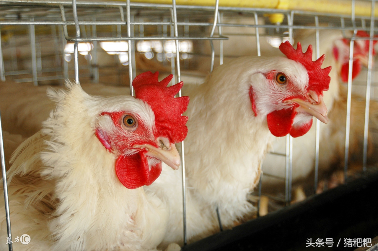 我国养殖蛋鸡规模发展趋势,2017蛋鸡养殖的前景