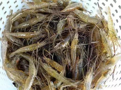 农村河里的这些小野味，你吃过吗？个个是绝品，超好吃！