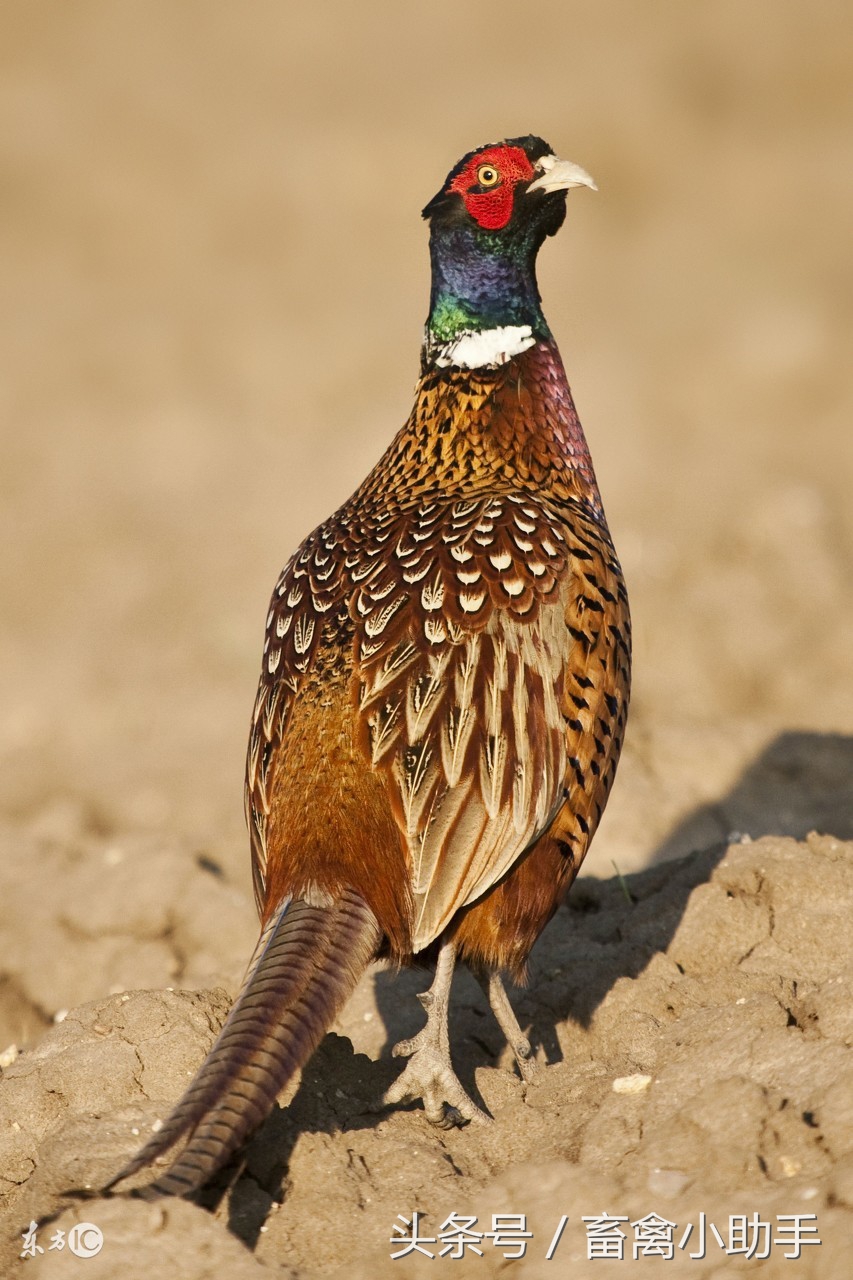 独辟蹊径养野鸡，收获很意外