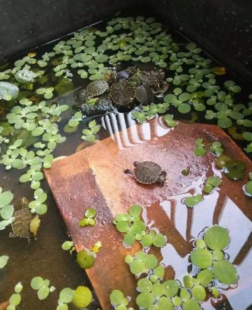 泥水养龟乌龟总是钻泥,龟友交流学习的一天