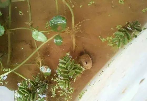 沼泽过滤和泥水养龟比较,泥水养龟怎样防水臭