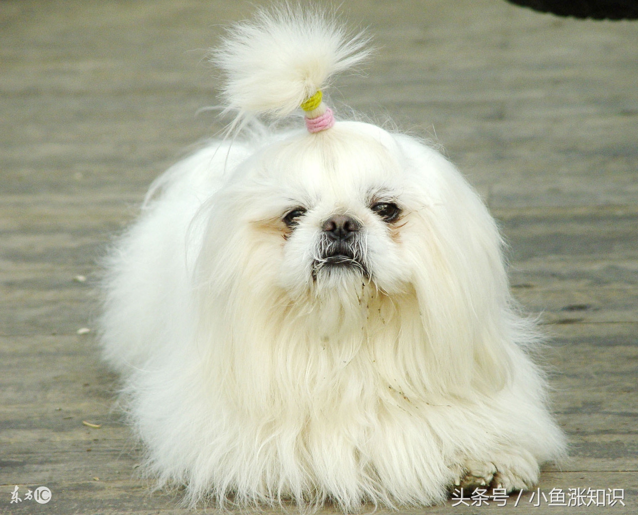 狗狗中毒吃什么解毒,每日科普动物冷知识