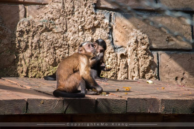 浪漫三亚视频,碧海蓝天椰风海韵浪漫三亚