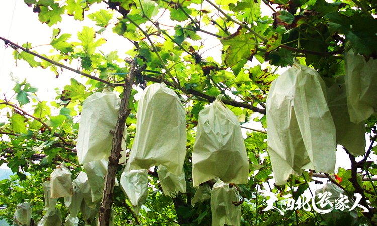 葡萄园管理方法视频,葡萄园套袋手法