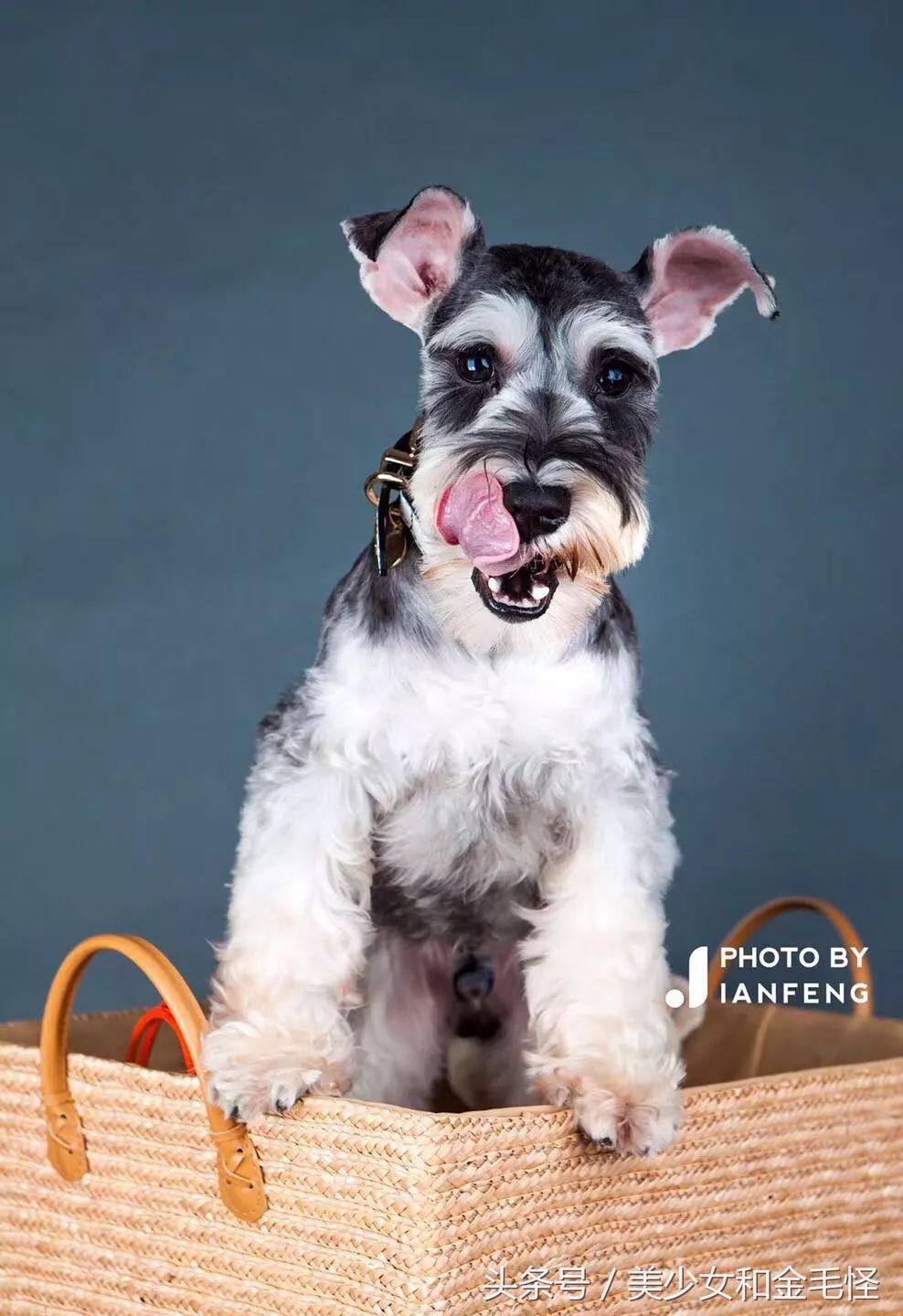 养狗人请注意,养狗人要经过学习持证养狗