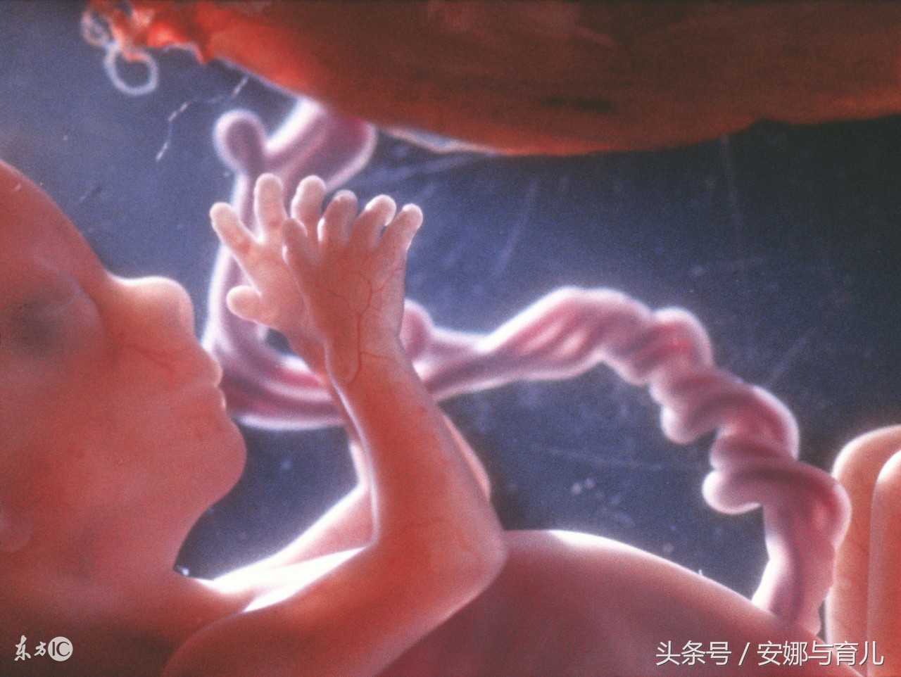 怀孕胎儿脐带缠着会有什么表现,怀孕宝宝为什么会脐带绕成麻花