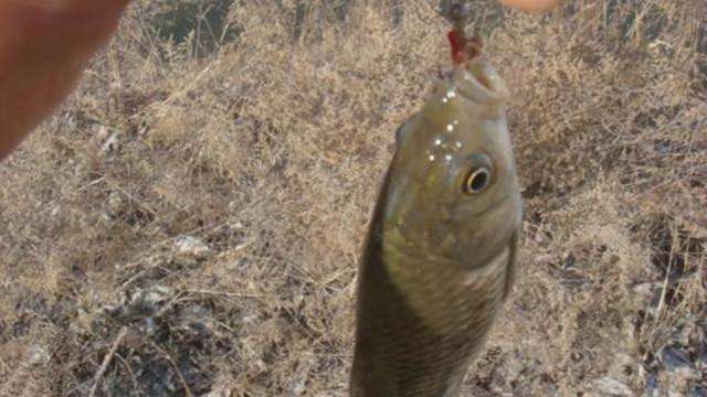 分享4款自制饵料配方,分享几款简单实用的自制鱼饵