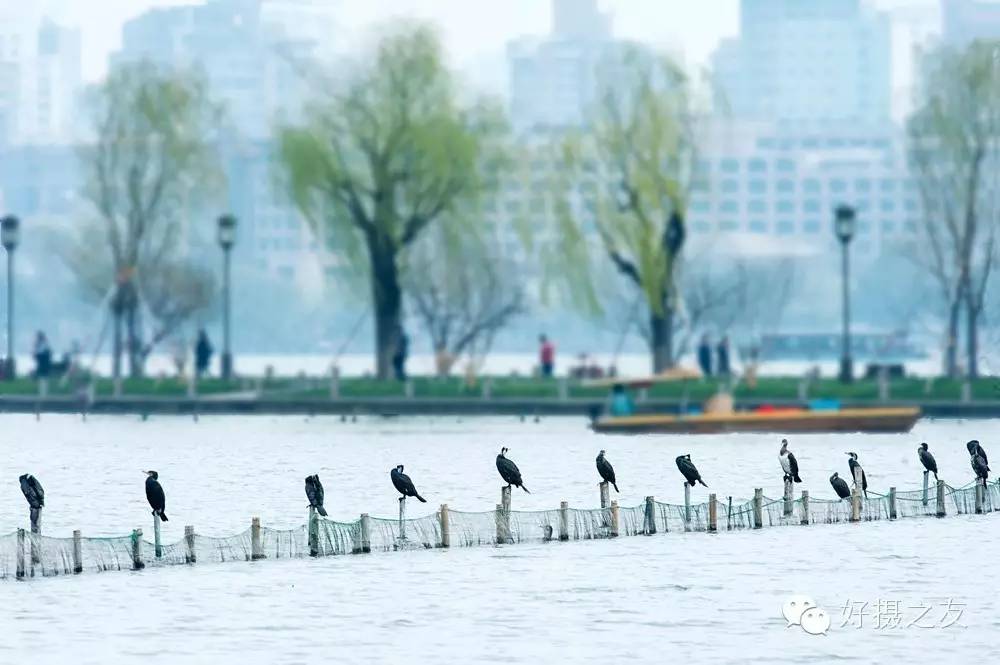 各路大鸟说:秀恩爱,那必须去春天的西湖啊!(拍鸟地图附上)