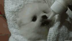 健康|狗妈妈生宝宝～产前、产后护理指导