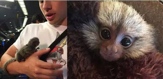 卡门的杂货铺|牵着大象去逛街，图说体坛明星的宠物情缘