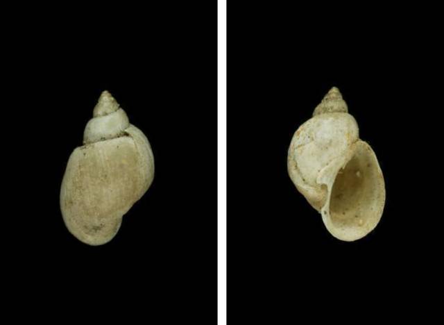 随手捉一只小蜗牛,你认识吗?在小区给孩子上一节博物课吧!