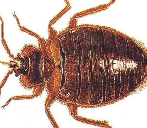 鍒铏墮瀹充簡瀛╁瓙,鍒铏瓙姣佹帀瀛╁瓙