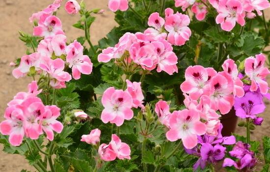 绿植花卉室内摆放实拍,绿植盆栽室内摆放