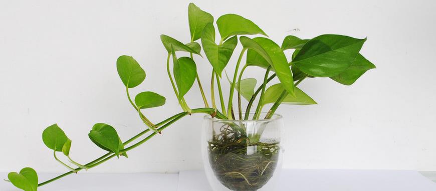 绿植绿萝养护知识小程序,盆栽绿萝怎么养才能更旺盛视频