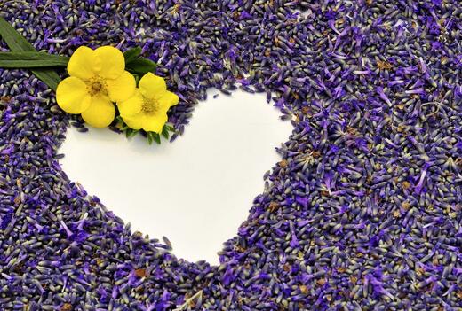 薰衣草什么时候开花什么时候败,山西交城庞泉沟薰衣草几月开花