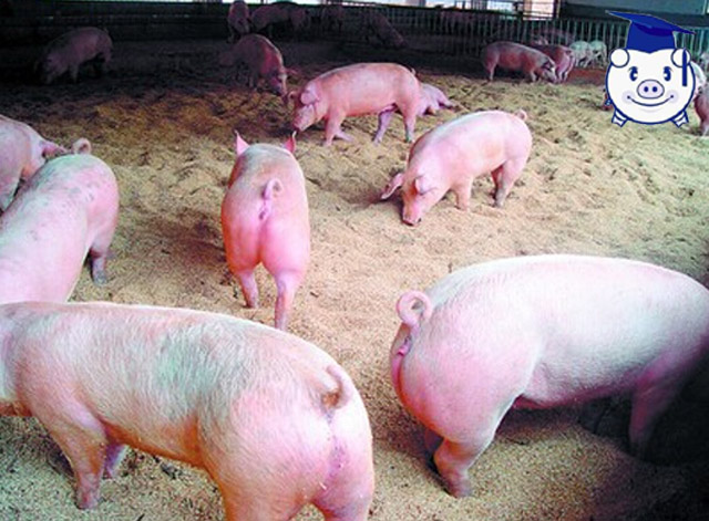 应激已经成为猪场第一杀手，在养殖过程中如何避免猪群发生应激？
