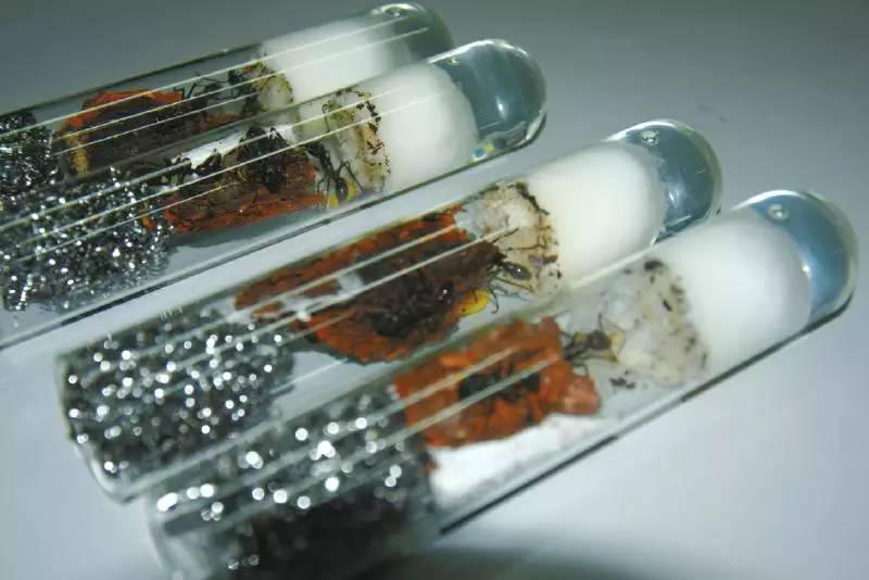 慎点！有人居然往成都寄这种虫，体积是国内的3倍