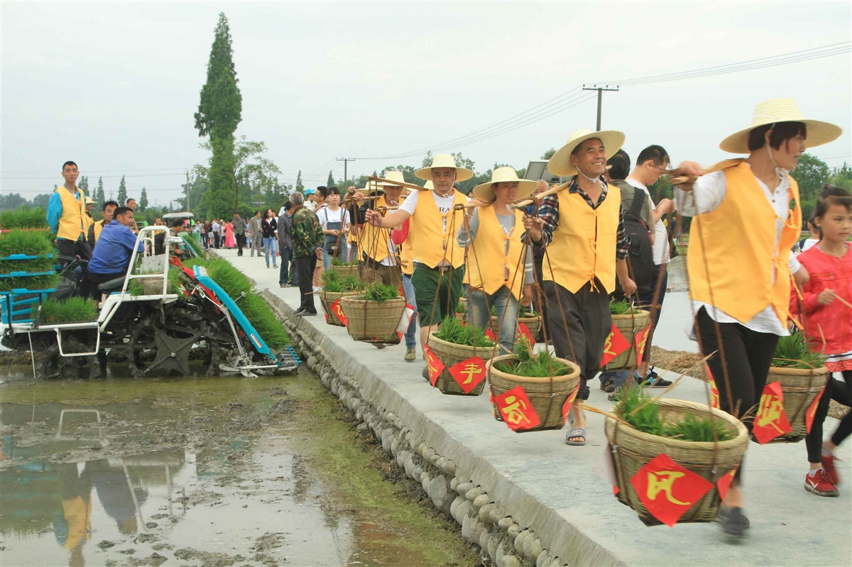 立夏栽秧好还是小满栽秧好,立夏小满正栽秧完整视频