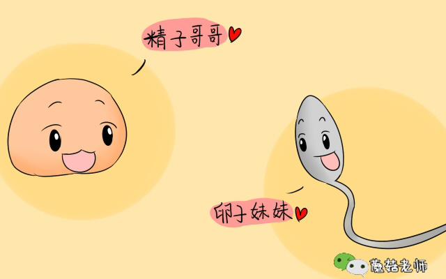 增加精子活力和生精的食物,什么食物有助于精子卵子提升