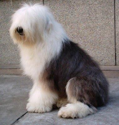 狗狗夏季掉毛严重解决办法,夏天狗狗爱得什么病