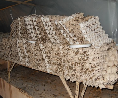 人工养蝎子吃什么食物,人工养蝎子多长时间能卖