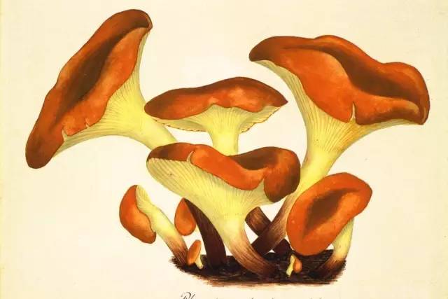 昆虫记这本书适合小学生看吗,昆虫记阅读书目