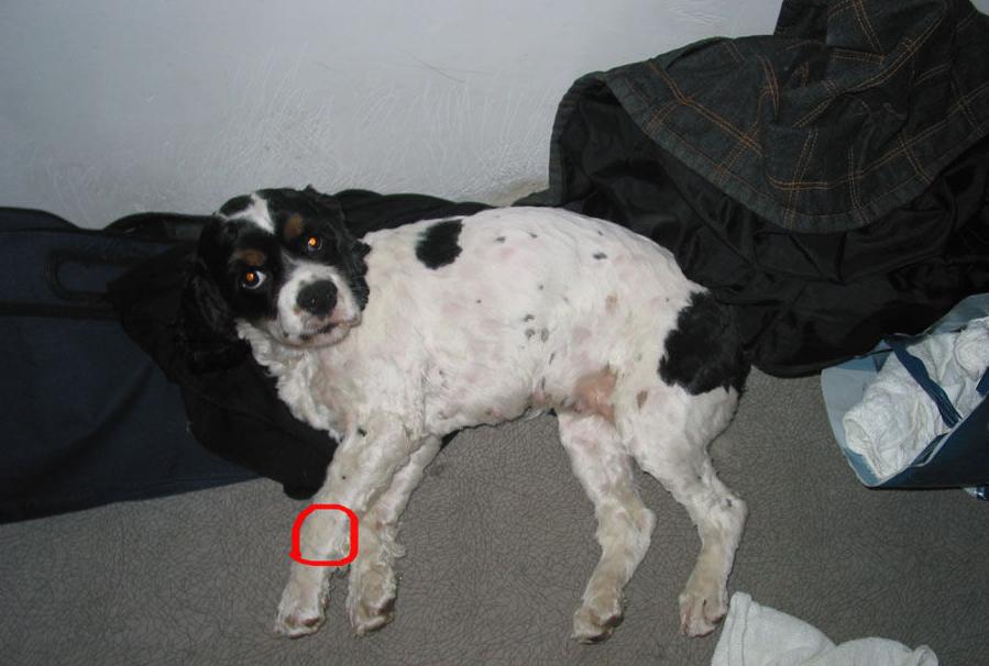 狗狗身上蜱虫该如何正确去除,狗狗蜱虫的最快处理方法