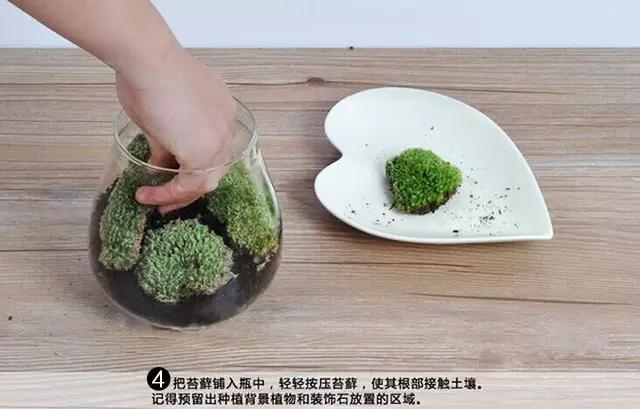 苔藓盆栽制作方法,苔藓植物盆栽制作