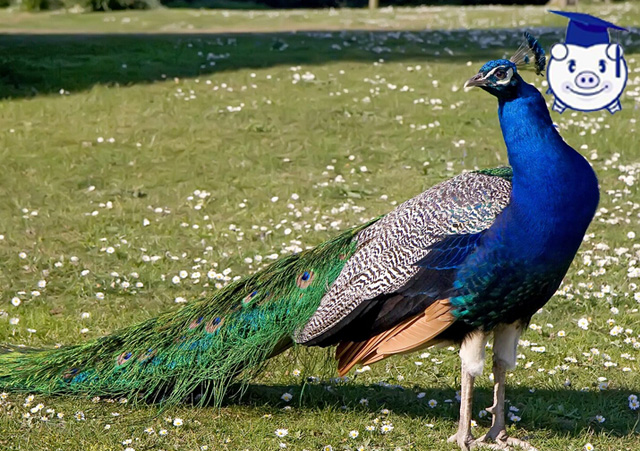 养殖致富项目养猪,最赚钱的养殖业适合穷人养殖创业