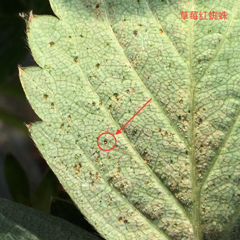 草莓最容易解决红蜘蛛的方法,草莓长红蜘蛛怎么治疗土办法