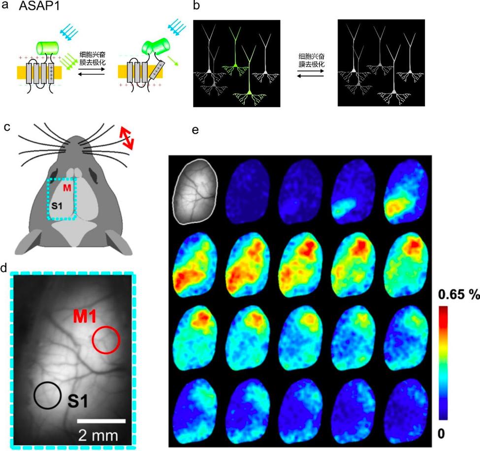 光遗传学技术,光遗传学可以治疗什么样的病