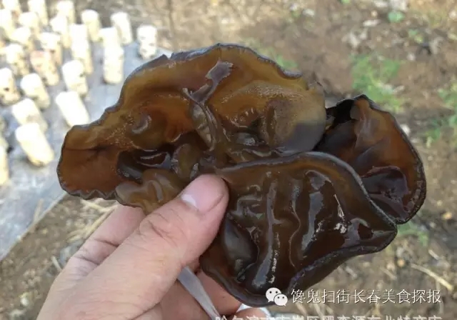 馋鬼的推荐|如何搞定木妹妹和松公子！这样的“山货”也是醉了