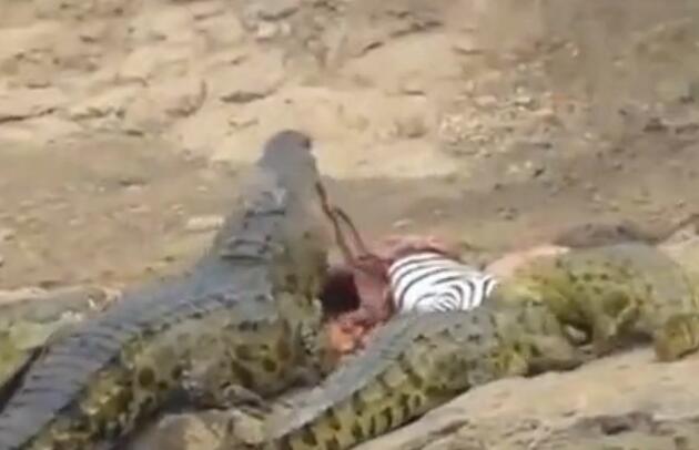 鳄鱼咬破蟒蛇的肚子,斑马被鳄鱼狠咬肚子后逃脱