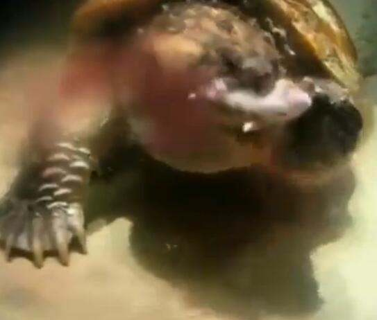 鳄龟活吞老鼠,鳄龟咬人瞬间死亡