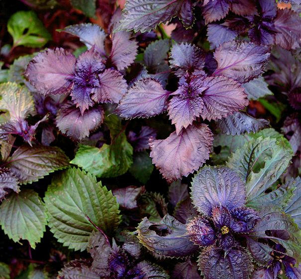 食物中毒后适合吃哪些食物,食物中毒常用的解毒食物