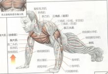 胸肌训练手臂肌肉,上胸肌和下胸肌怎么训练