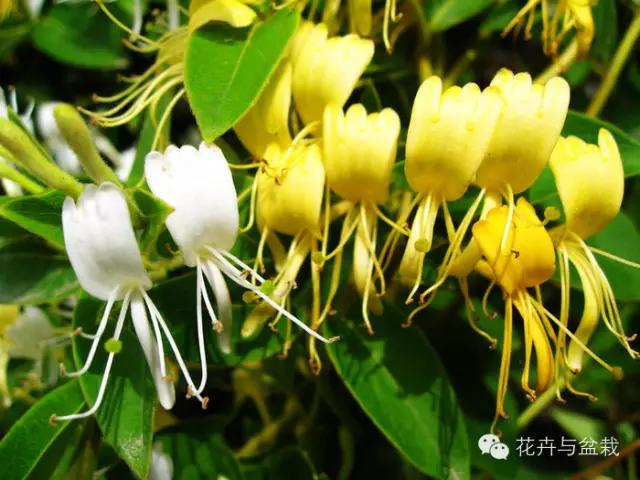 爬墙的花哪个爬得最快,爬墙很厉害的花卉