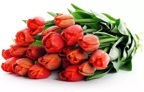 送花基本知识大全,送花常识和送花禁忌都有哪些
