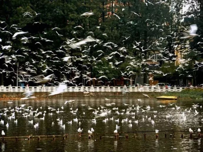 昆明看红嘴鸥最好的地方叫什么,重庆看红嘴鸥攻略