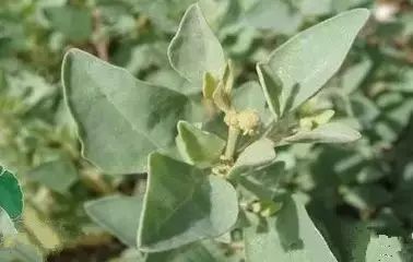 新疆南疆野生动物图片,南疆常见绿化植物