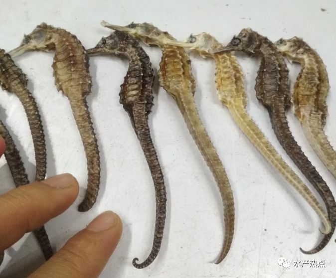 线纹海马什么品种好,线纹海马哪个品种好