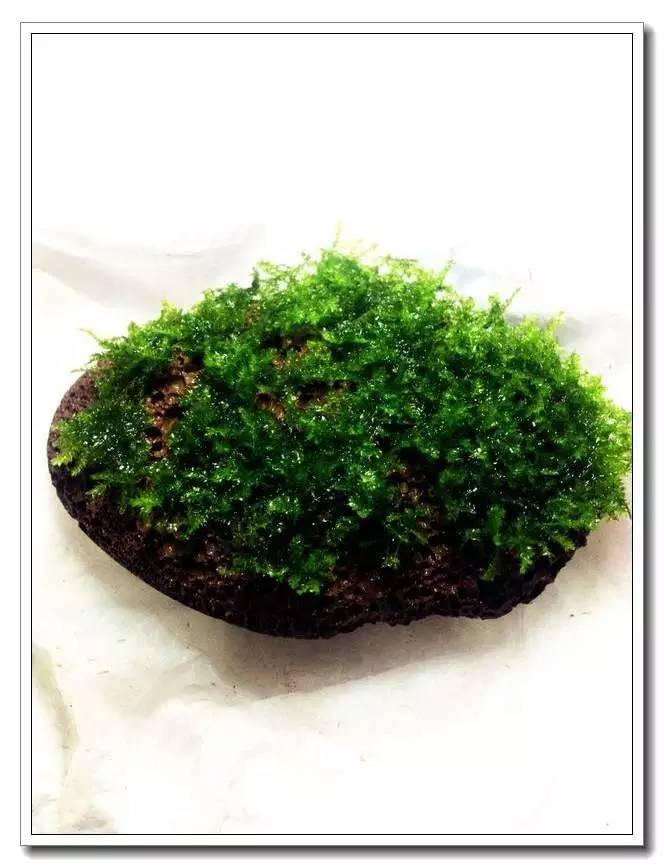 社区精华有鱼成长之路