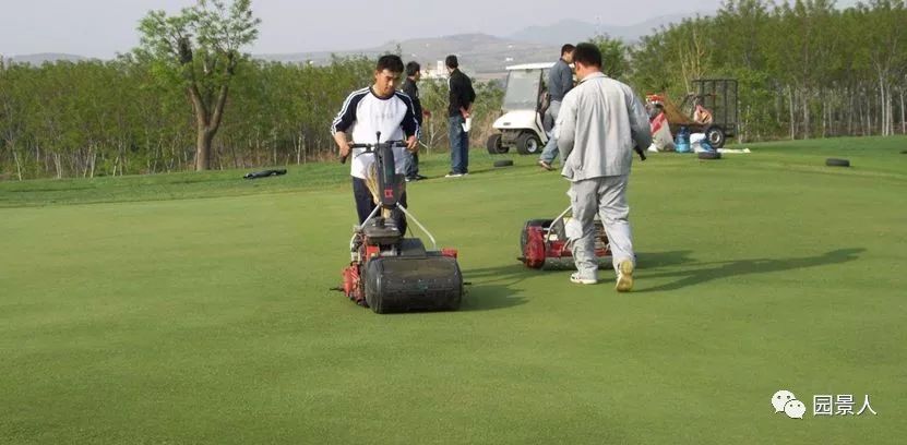 新铺的草坪怎么维护,草坪怎么维护保养