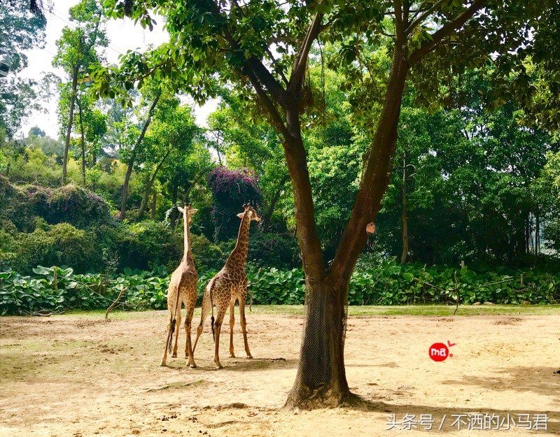 长隆野生动物园3天2晚亲子游,广州长隆野生动物园亲子游攻略