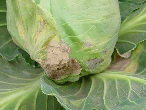 甘蓝黑腐病怎么防治,甘蓝的霜霉病怎么防治